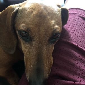 Meet your Posher, Joey